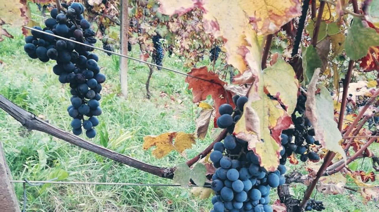 Degustação de vinhos e passeio no Scagliola Giacomo & Figlio