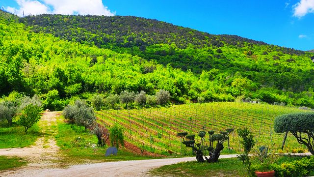 Il Verro Winery