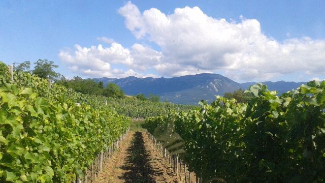 Posestvo Štokelj Winery
