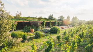 Esperienza di equitazione e degustazione di vini