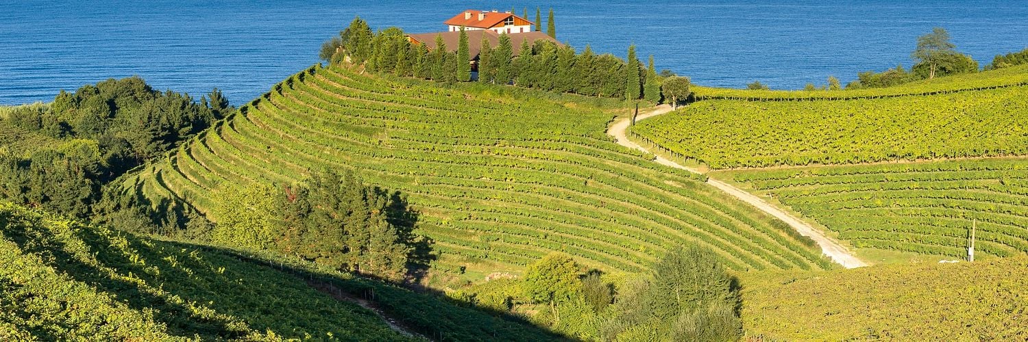 Txakoli Vineyards In Spain