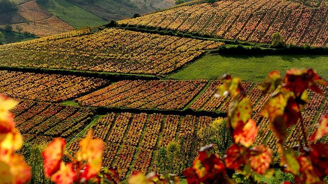 Dégustation et visite de vins au Domaine Joncy