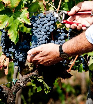 Cinco matices de Chianti Rufina: una experiencia de cata de vinos