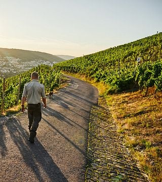 Wine Tasting and Tour at Weingut Witwe Dr. H. Thanisch
