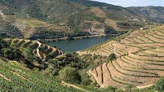 Premium privat Douro Valley Tour: Besök 3 vingårdar med vinprovningar och lunch