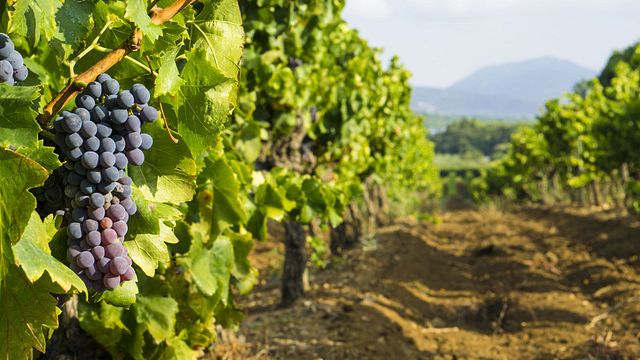 Un tour del vino del gusto della Provenza: un'avventura di mezza giornata nei vigneti