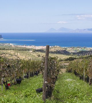Cambria Wines