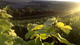 Cata de vinos y visita guiada en Weinhaus am Main
