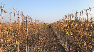Dégustation de vins et visite de la cave Krmeš