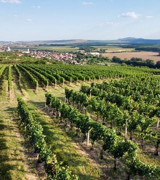 Schnelle Weinprobe im Weingut Válka