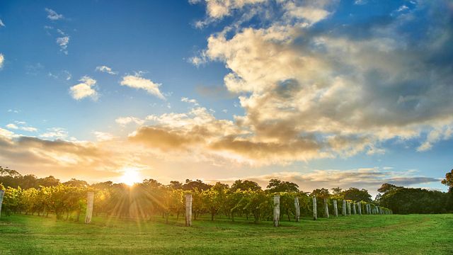 Clairault Streicker Wines