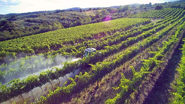 Degustação de vinhos e tour em Cincinelli Marco