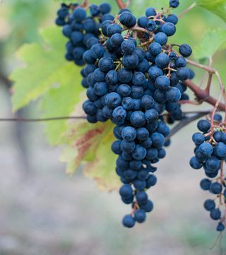 Weinprobe und Führung im Château Mons La Graveyre