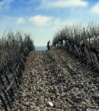 COLOMA VIÑEDOS Y BODEGAS