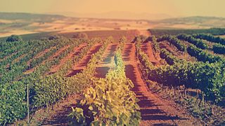Crea il tuo vino presso l'azienda vinicola Gikas