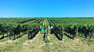 Great British Wine Tours