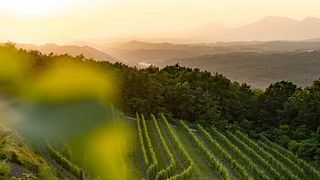Sveti Martin Winery