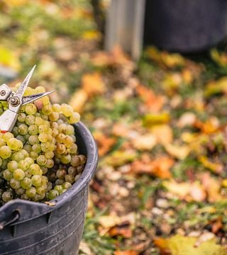 Lower Austria Vineyard & Cellar Wine Journey