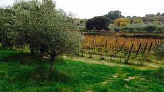 Degustação de vinhos e visita ao Château Costes Cirgues