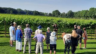 Visita guidata ai vigneti e degustazione di vini