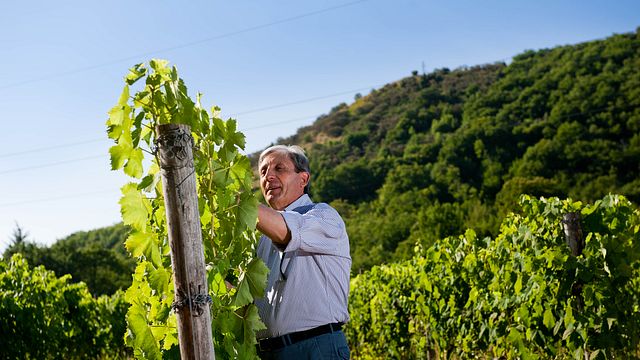 Tenuta Monte Gorna