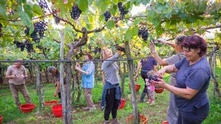 Primorska Wine Journey: Tour, Tasting & Local Bites