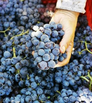 Degustazione di vini Enoma presso l'azienda vinicola Ktima Akrani
