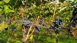 Weingut Lother