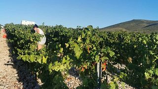 Kastel Sikuli Winery