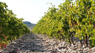 Degustazione di vini e tour al Domaine La Bastide Rougepeyre