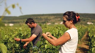 Domaine Duchemin: A Legacy of Winemaking