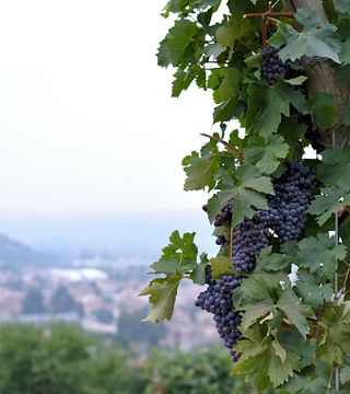 Boscaini Carlo Winery