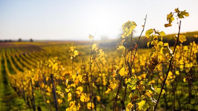 Weingut Scherner-Kleinhanss: A Family Legacy in Rheinhessen