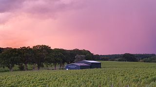 Warehorne Vineyard