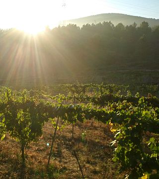 Prova de vinhos e tour na Adega Pousadoiro