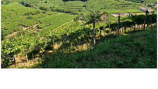 Canoso Winery