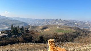 Tojo E-Bike Experience: Emotions on Two Wheels among the Vineyards
