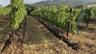Degustazione e tour di vini premium presso l'azienda vinicola Terramante
