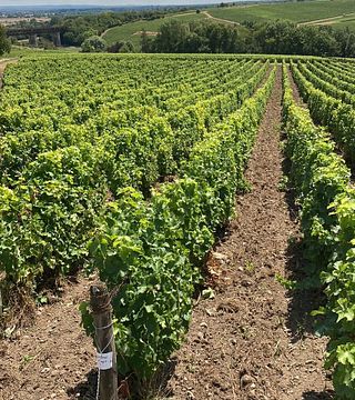 Sancerre Entusiast Tour
