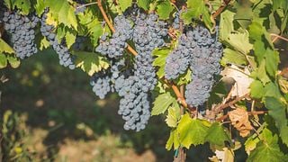 Tenuta Il Sosso
