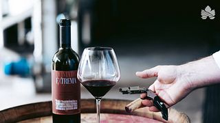 Elevated Douro Wine Tasting & Vineyard Stories