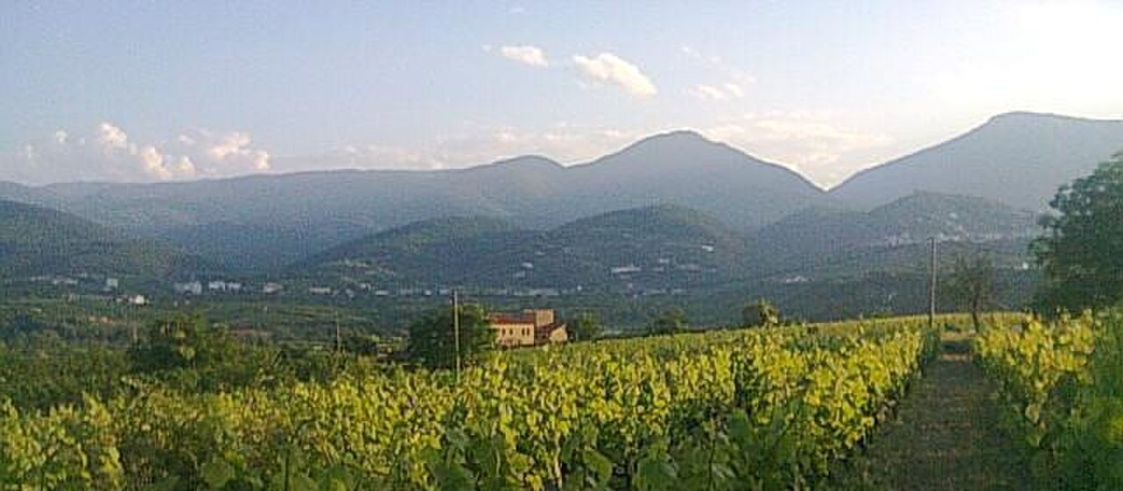 Naoussa Wine Festival