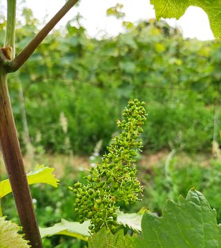 Degustação de vinhos, visita aos vinhedos e adegas