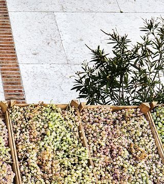 No Coração de Soave | Gini