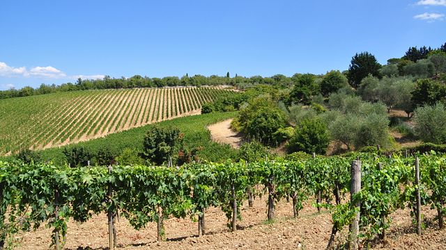 Esperienza di vendemmia con pranzo toscano e abbinamento di vini