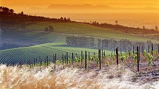 Tour e degustazione di vini Safari presso le tenute di Saxenburg