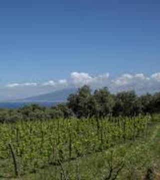 Cata de vinos y visita a la bodega Cantine De Angelis 1930