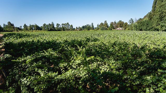 Visite Dégustation Personnalisée avec un Agronome Vignoble