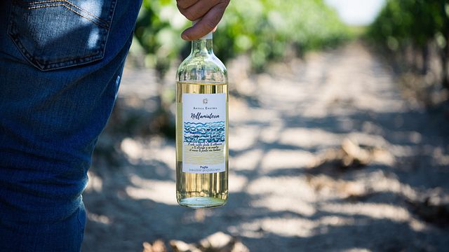 Degustação de vinhos e tour na Antica Enotria