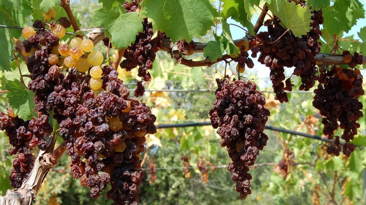 Degustazione di vini Estasi